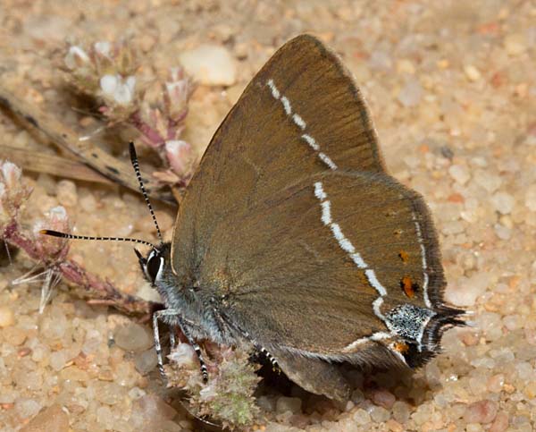 Satyrium spini - Blue Spot Hairstreak butterfly