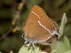 Satyrium spini - Blue-spot Hairstreak
