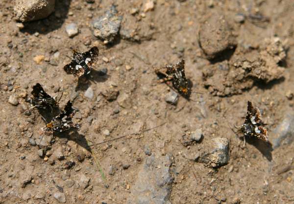 Persian Skippers, Spialia phlomidis