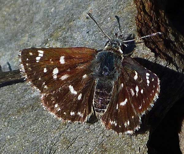 Red Underwing Skipper, Spialia sertorius