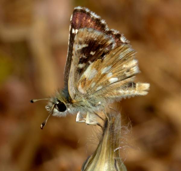 Red Underwing Skipper, Spialia sertorius, Portugal