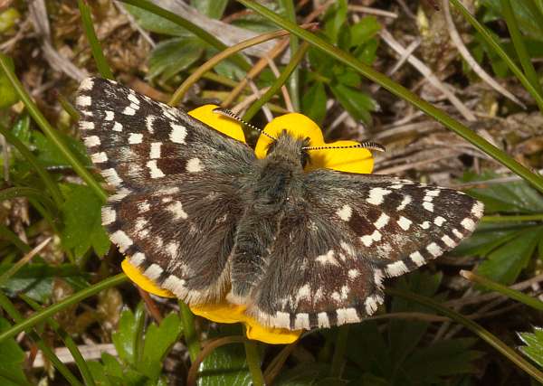 Spialia sertorius in Italy