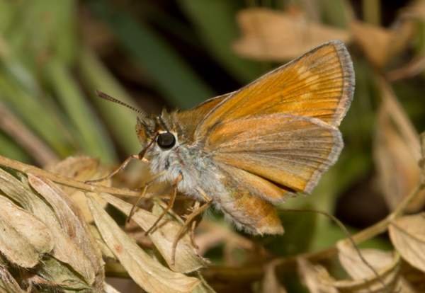 Lulworth Skipper, Thymelicus acteon