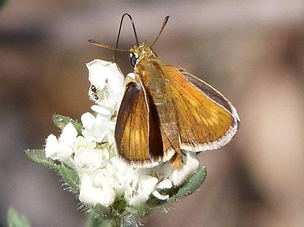 Lulworth Skipper, Algarve, Portugal