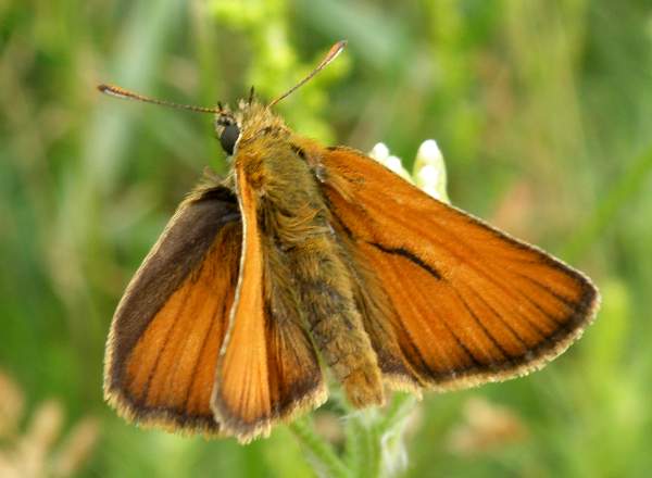 Small Skipper Butterfly - Thymelicus sylvestris