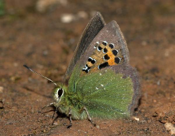 Provence Hairstreak butterfly