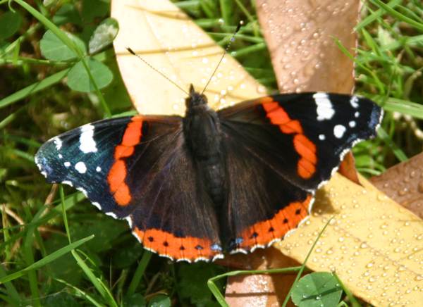 Red Admiral butterfly