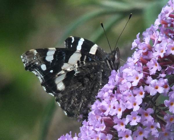 Red Admiral ab. Millerei with its wings closed