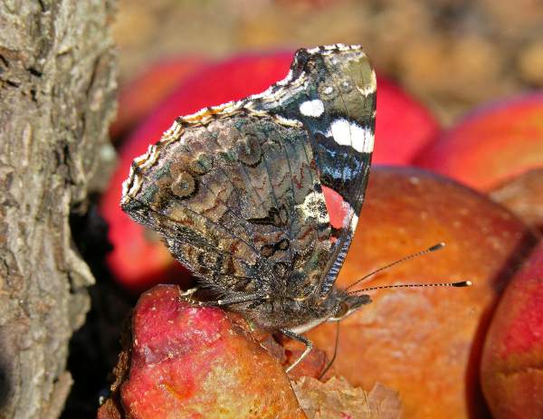 Closed-wing view of Red Admiral