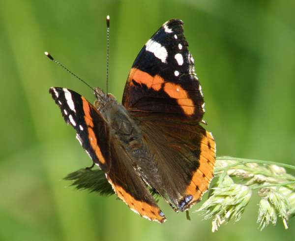 Red Admiral, Cumbria