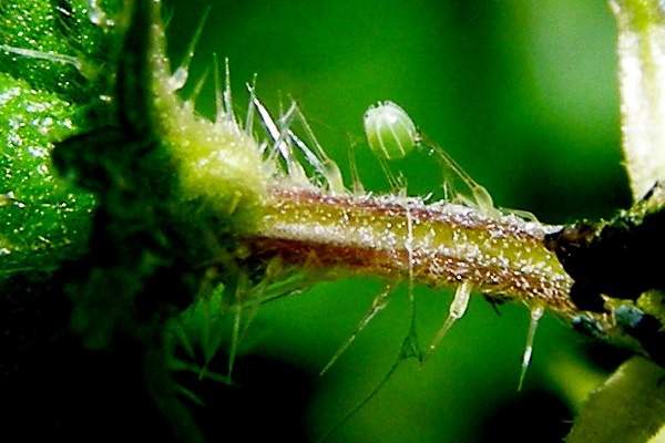 Egg of Red Admiral