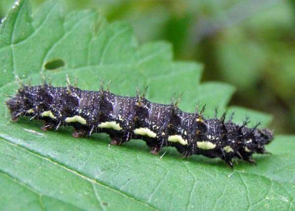 Red Admiral caterpillar