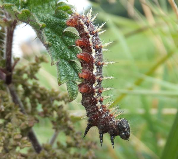 Red Admiral larva on stinging nettle