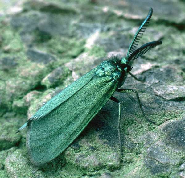 Cistus Forester Moth