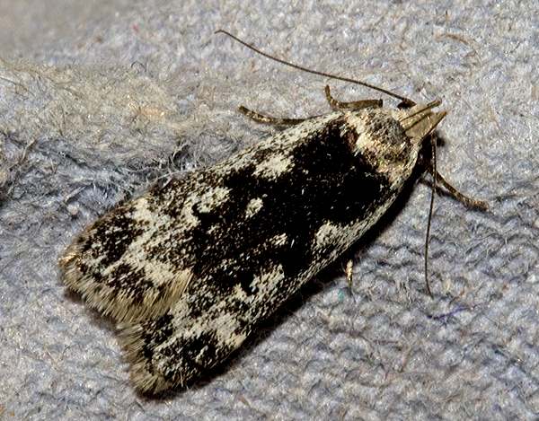 Anacampsis blattariella