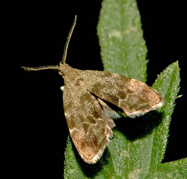 Anthophila fabriciana