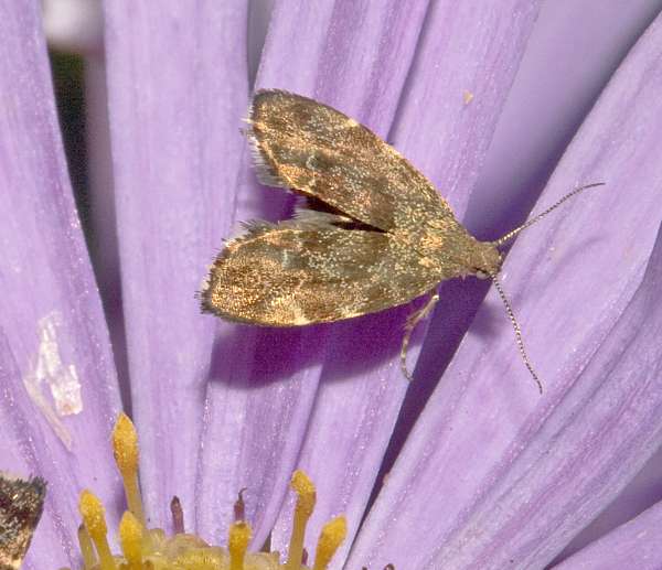 Anthophila fabriciana