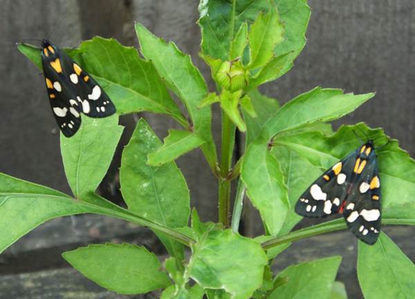 A pair of Scarlet Tiger Moths.