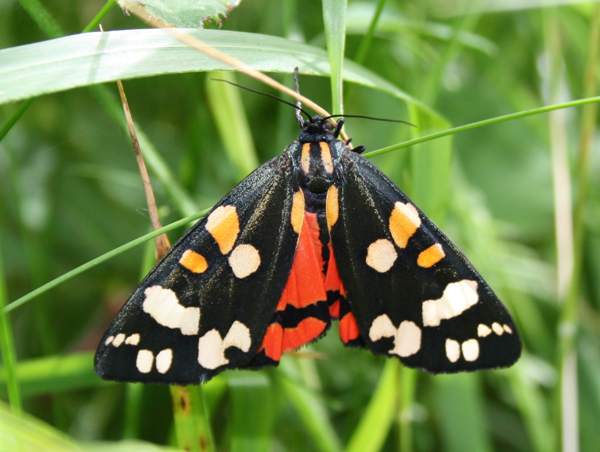 Scarlet Tiger, southern England