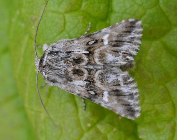 Toadflax Brocade Moth