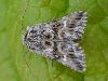 Calophasia lunula, Toadflax Brocade moth
