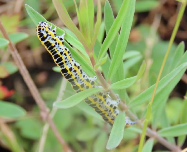 Te colourful Toadflax Brocade larva is easy to spot.