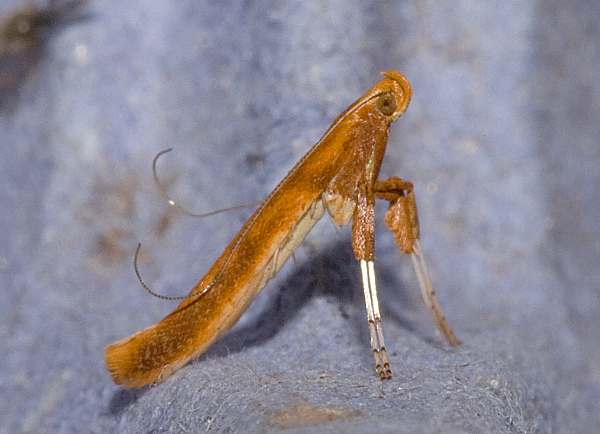 Calybites phasianipennella