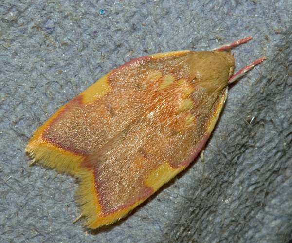 Carcina quercana, Gait Barrows NNR