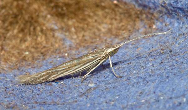Coleophora peribenanderi