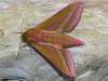 Deilephila elpenor, Elephant Hawk-moth