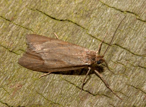 Diurnea lipsiella