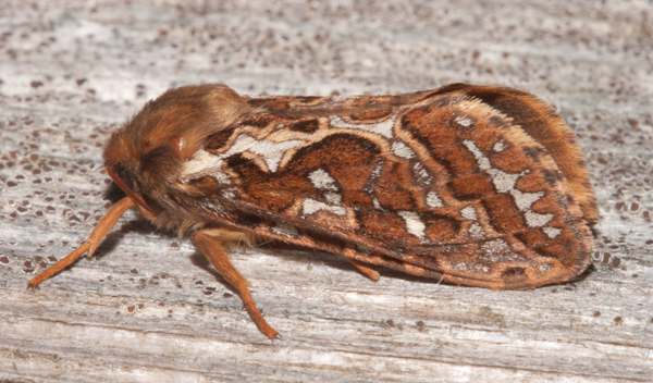 Transparent Burnet Moth, Zygaena purpuralis