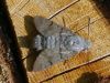Hummingbird Hawk-moth, Macroglossum stellatarum