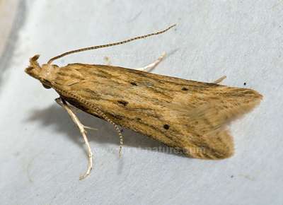 Metzneria lappella