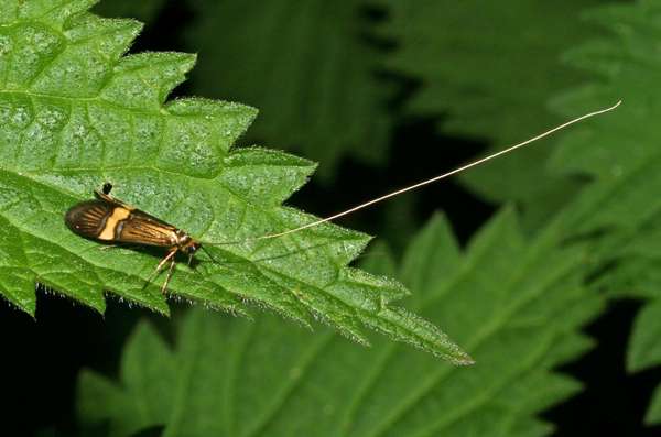 Nemphora degreerella