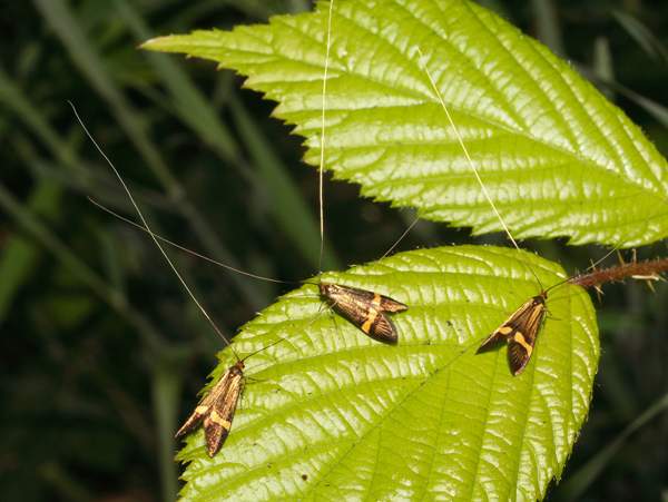 Group of Nemphora degreerella moths