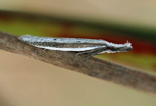 Pleurota bicostella