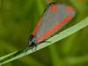 Cinnabar Moth, Tyria jacobaea 
