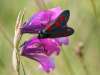 Zygaena purpuralis, Transparent Burnet Moth
