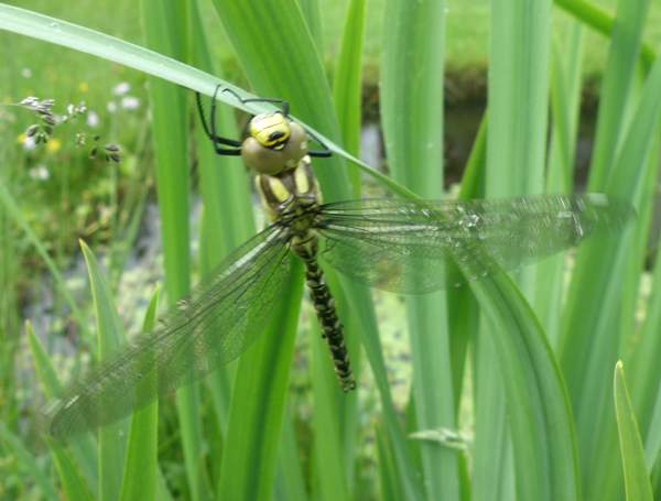 Aeshna cyanea, Southern Hawker dragonfly