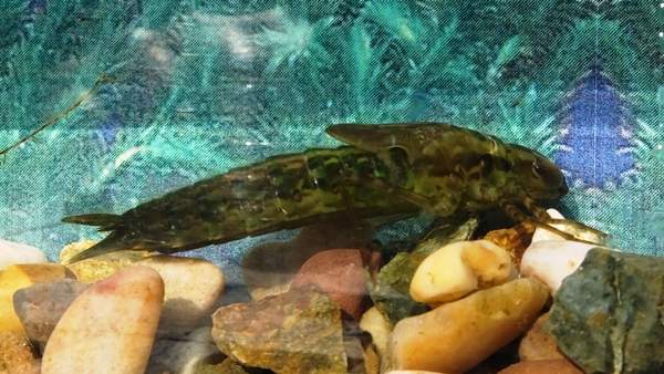 Larva of Aeshna cyanea, Southern Hawker dragonfly