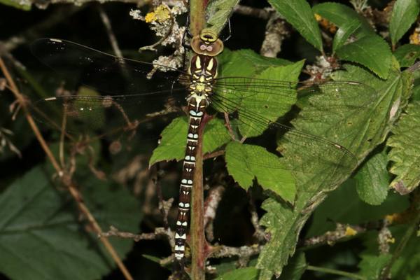 Aeshna cyanea, Southern Hawker dragonfly