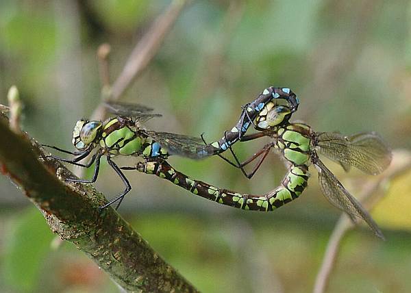 Aeshna cyanea, Southern Hawker dragonflies, paired
