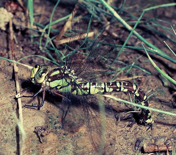 Aeshna cyanea, Southern Hawker dragonfly, south of England