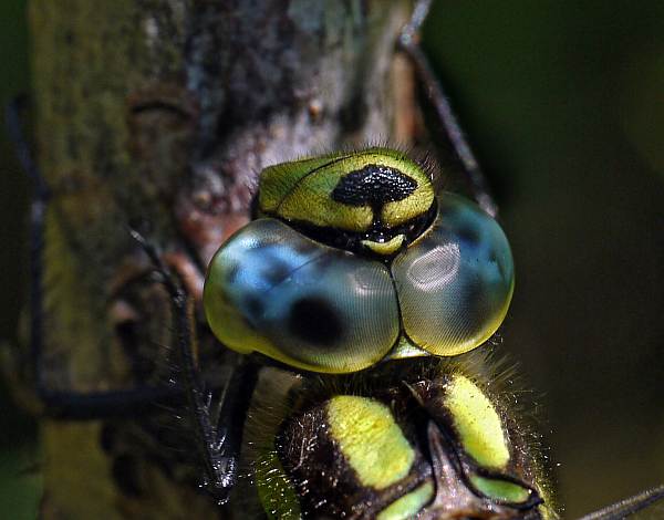 Aeshna cyanea, Southern Hawker dragonfly, close-up of the head