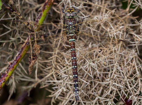 Common Hawker dragonfly (female, blue form) Aeshna juncea