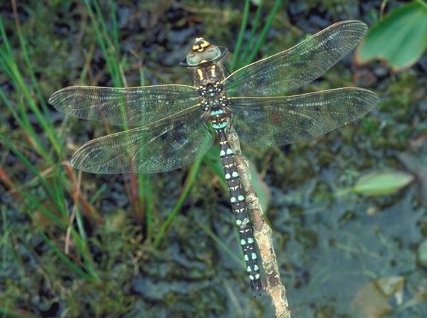 Common Hawker dragonfly (male) Aeshna juncea. CCW picture