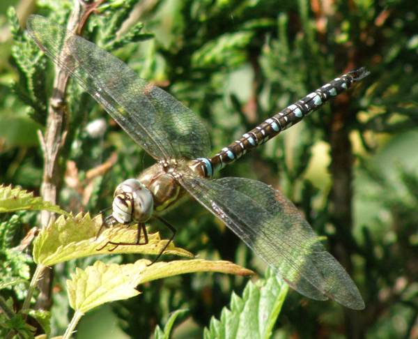 Male Migrant Hawker dragonfly, West Wales