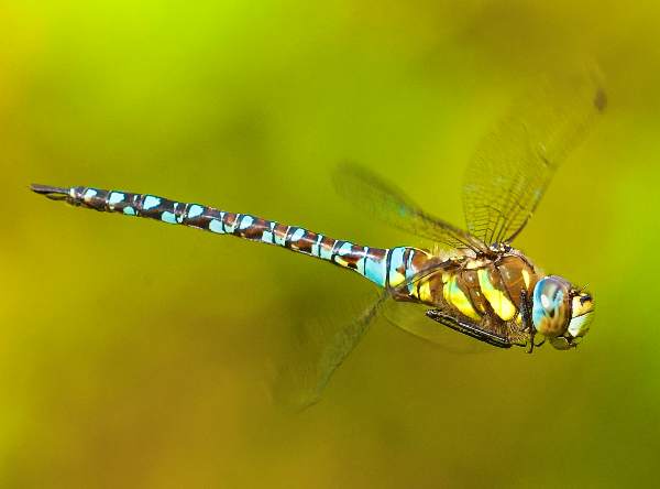 Aeshna mixta, Migrant Hawker dragonfly in flight