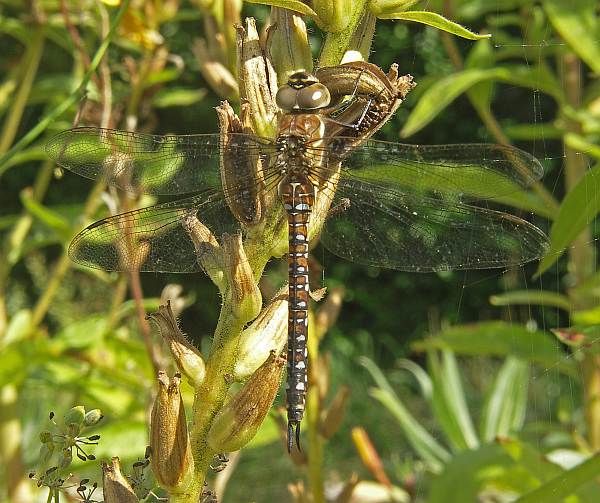Aeshna mixta, Migrant Hawker dragonfly, female